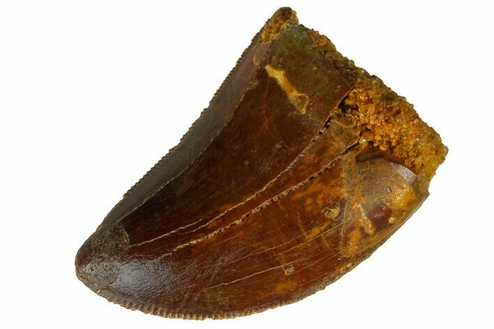 Serrated, Juvenile Carcharodontosaurus Tooth #186081